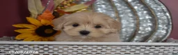 Maltipoo dogs for sale: Roy - Ad 2