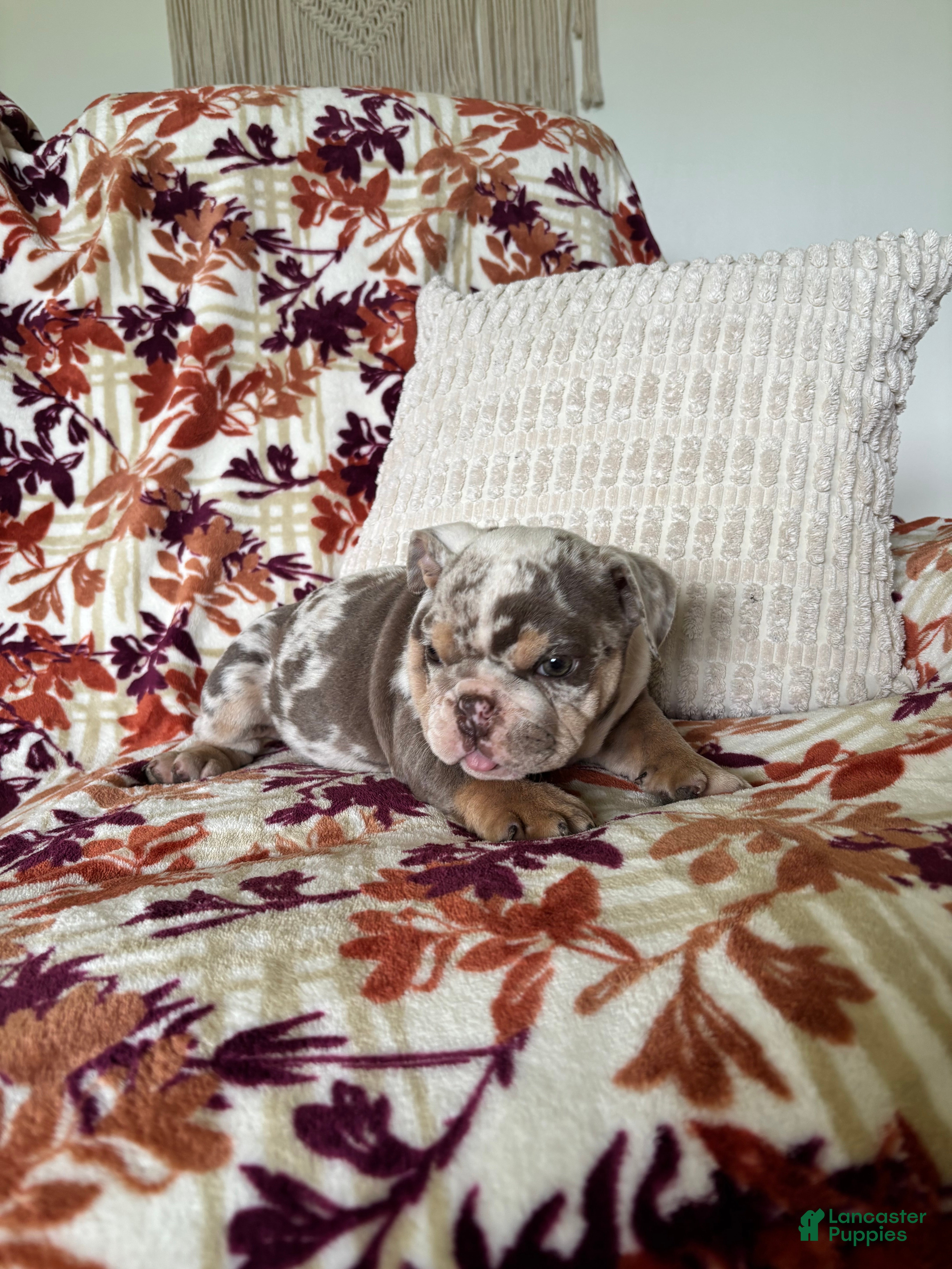 English Bulldog dogs English Bulldog 1 - Ad 2