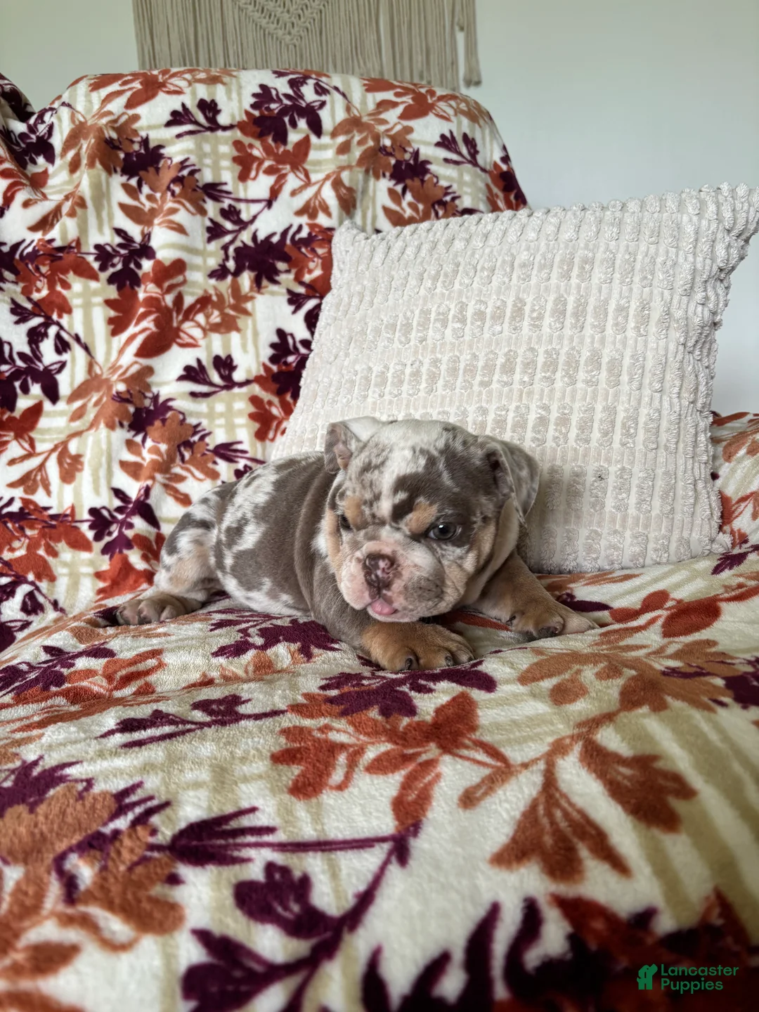 English Bulldog dogs for sale: English Bulldog 1 - Ad 2