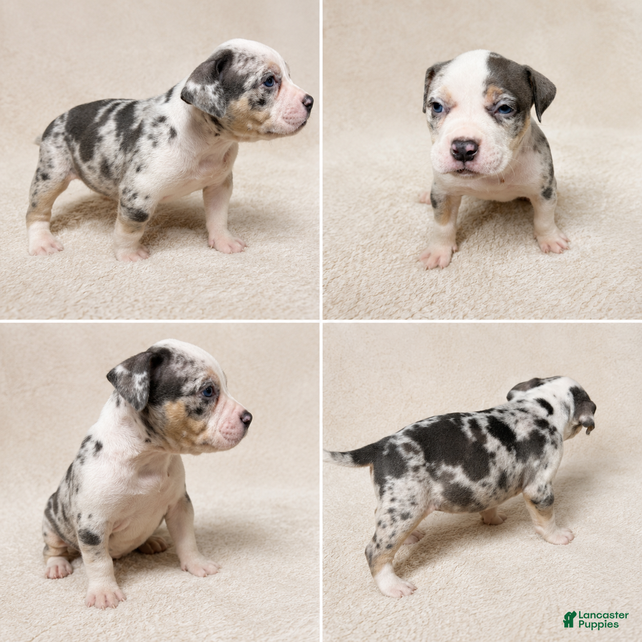 American Bully dogs for sale: American Bully Puppy 7 - Ad 4