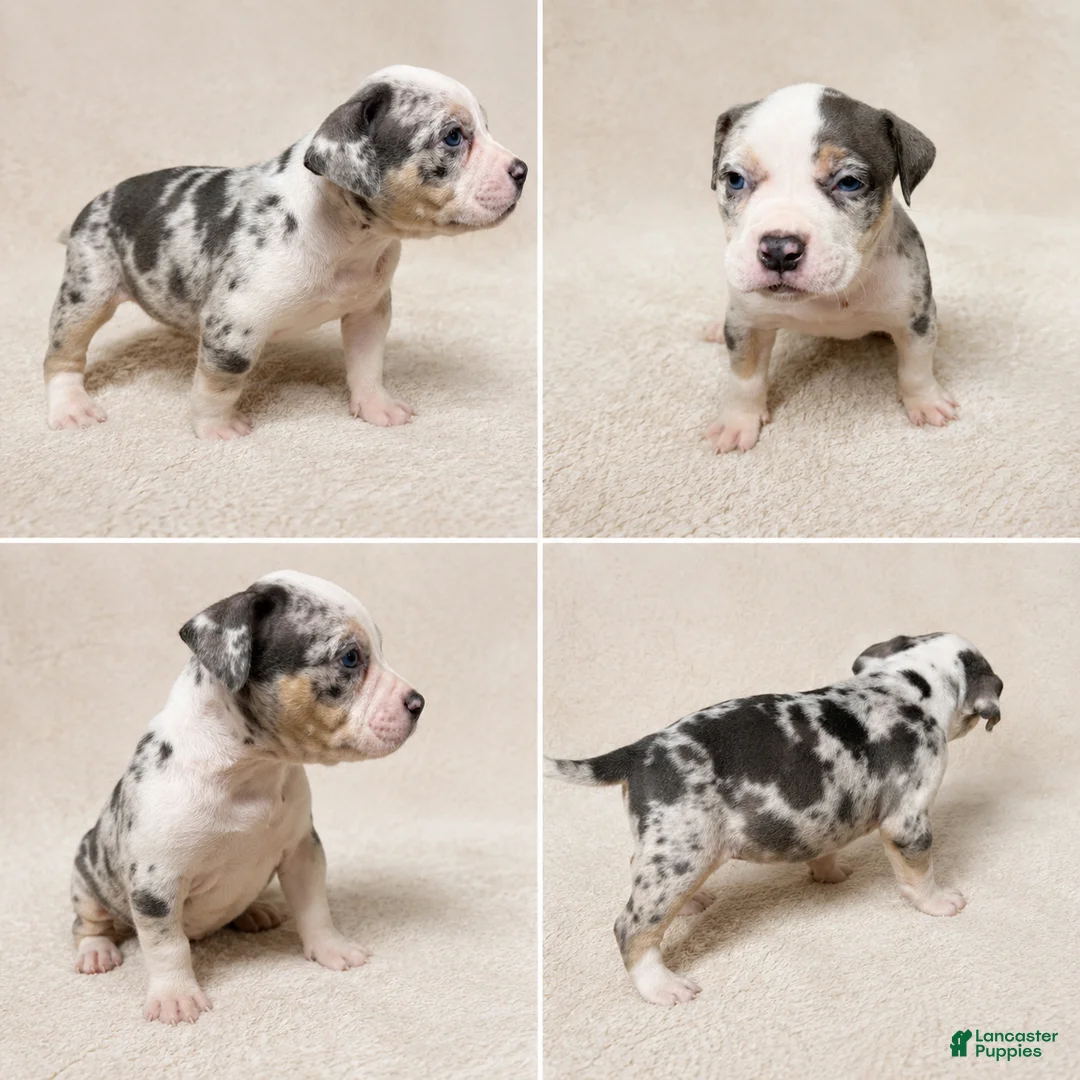 American Bully dogs for sale: American Bully Puppy 7 - Ad 1