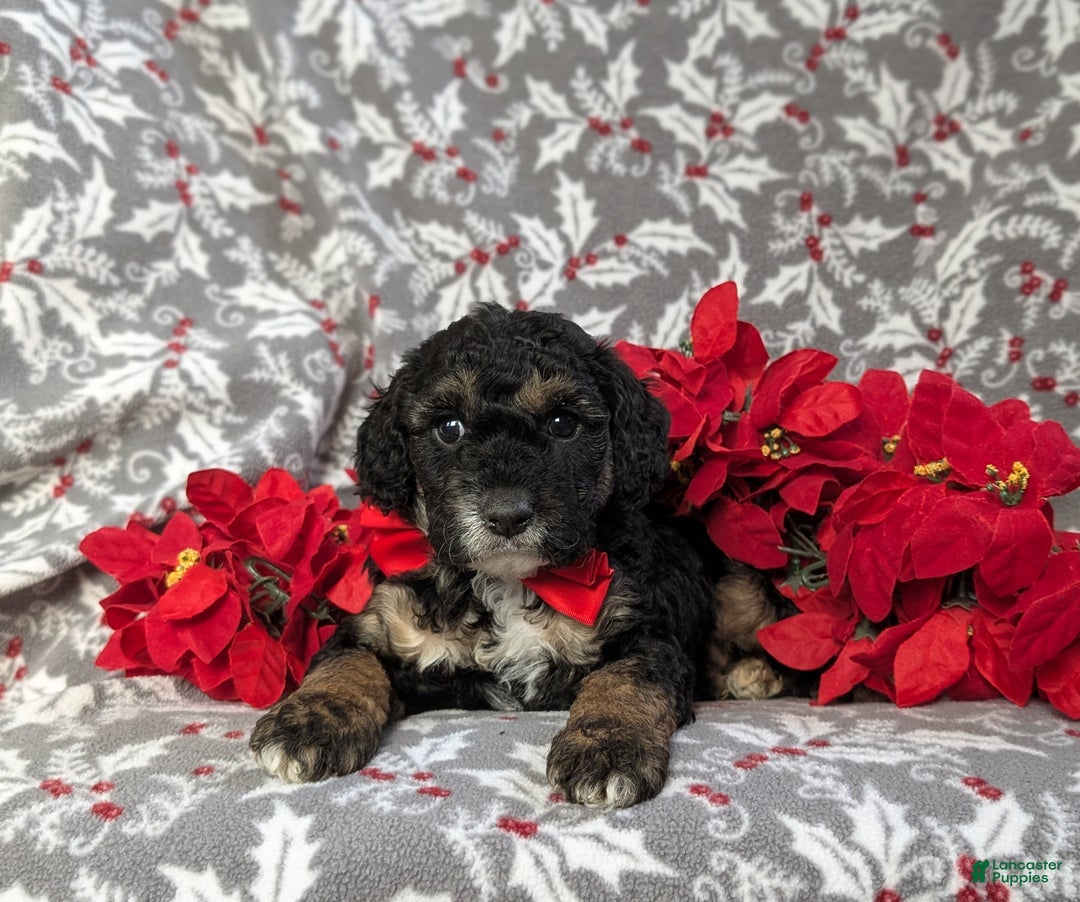 Cockapoo dogs for sale: Brent Hypoallergenic - Ad 5