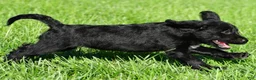 Labradoodle dogs for sale: Sasha - Ad 7