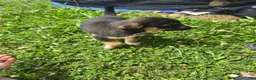 Mixed Breed dogs for sale: Mj - Ad 7