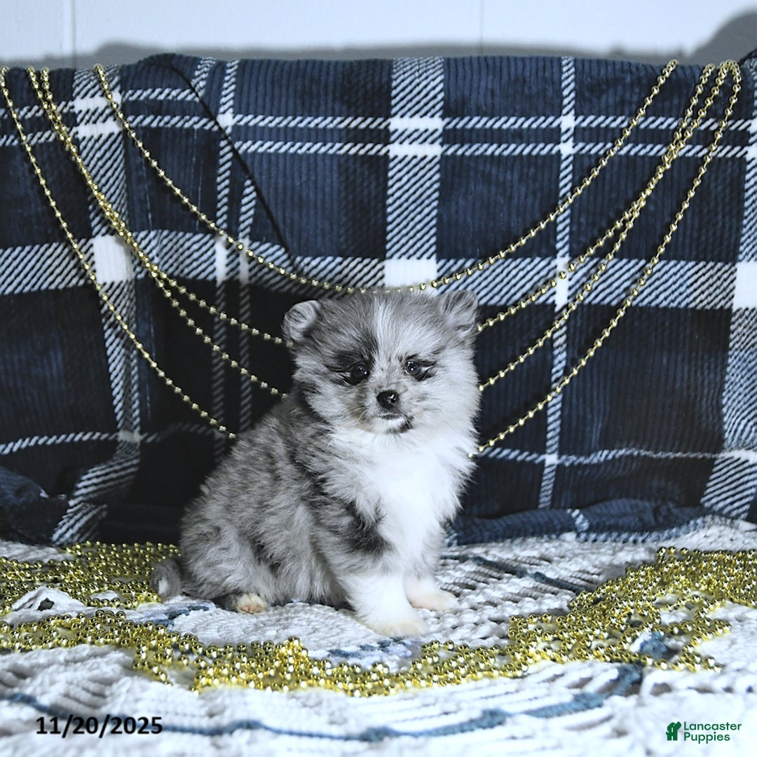 Pomeranian dogs for sale: Ryker GENETIC CLEARED - Ad 9