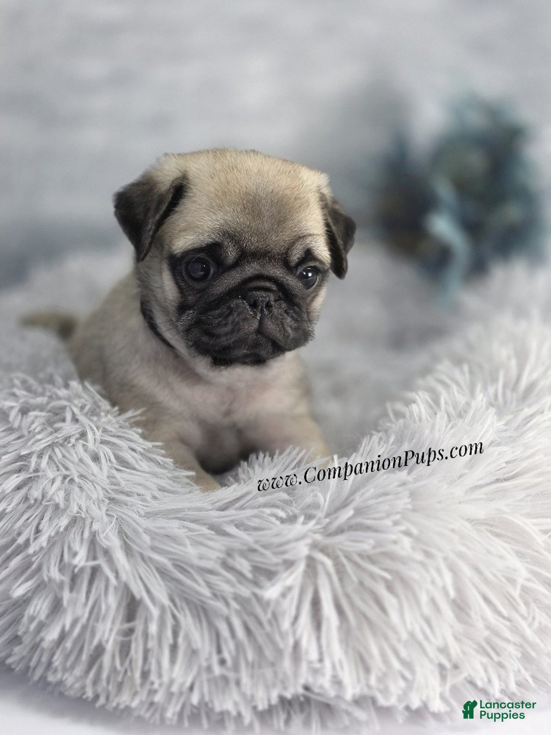 Pug dogs for sale: Black Collar - Super Wrinkly! - Ad 2