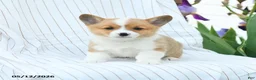 Welsh Corgi Pembroke dogs for sale: Chadwick - Ad 3