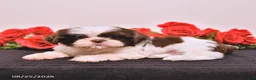 Shih Tzu dogs for sale: Sugar - Ad 3