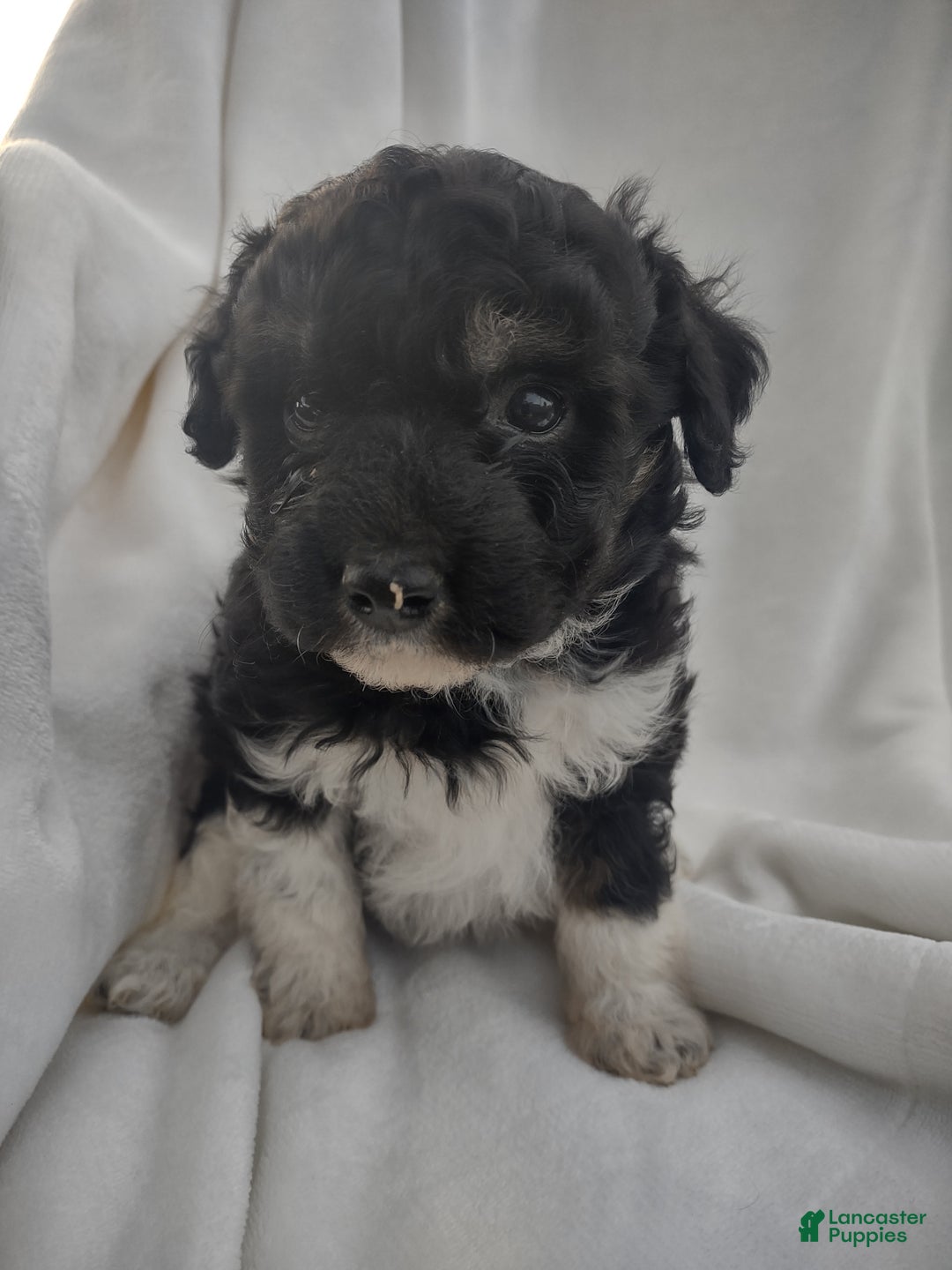 Chipoo dogs for sale: Jezz - Ad 2