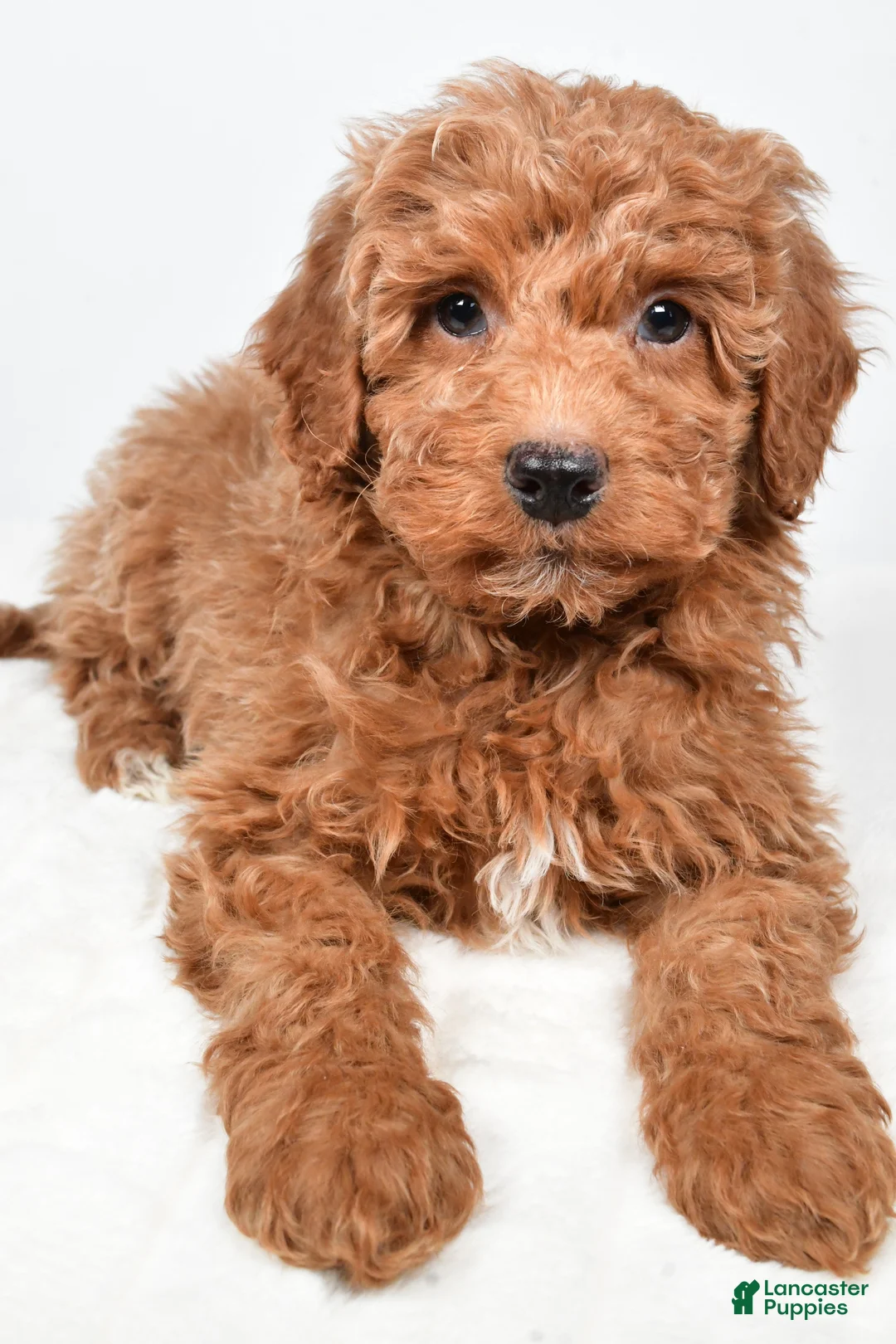 Mini Goldendoodle dogs for sale: Nemo - Ad 4