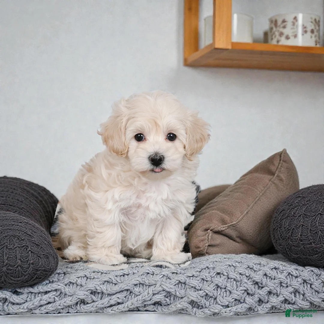 Maltipoo dogs for sale: julia - Ad 1