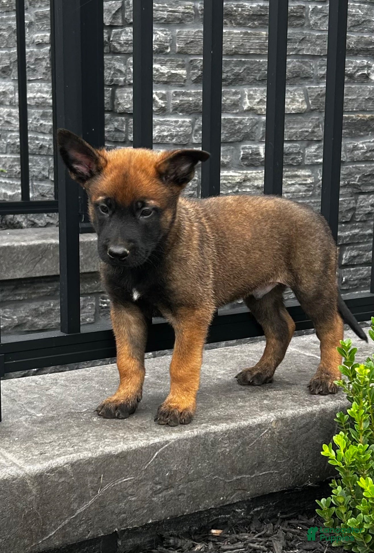 Belgian Malinois dogs Boone - Ad 2
