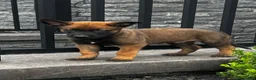 Belgian Malinois dogs for sale: Boone - Ad 2