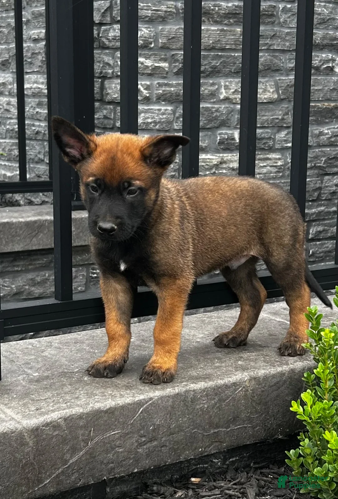Belgian Malinois dogs for sale: Boone - Ad 2