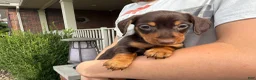 Miniature Dachshund dogs for sale: Lucy - Ad 3