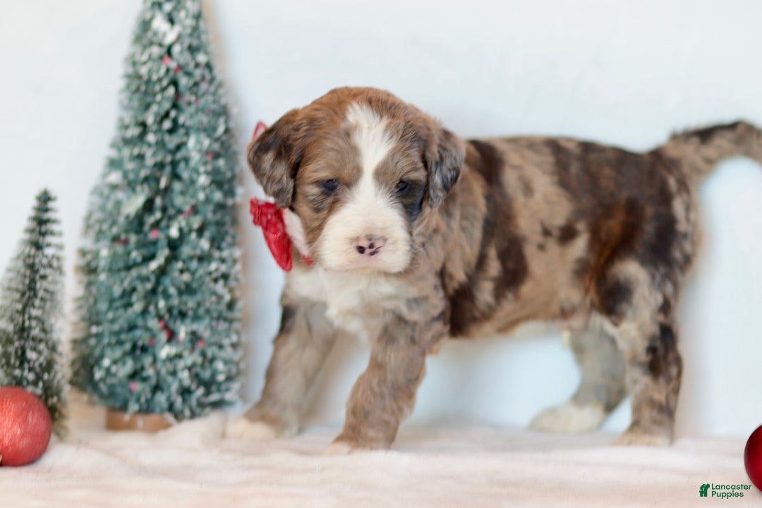 Bernedoodle dogs for sale: Aspen - Ad 9