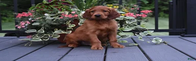 Buddy