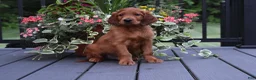 Irish Setter dogs for sale: Buddy - Ad 1