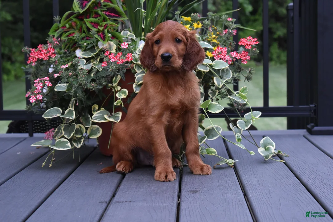 Irish Setter dogs for sale: Buddy - Ad 1