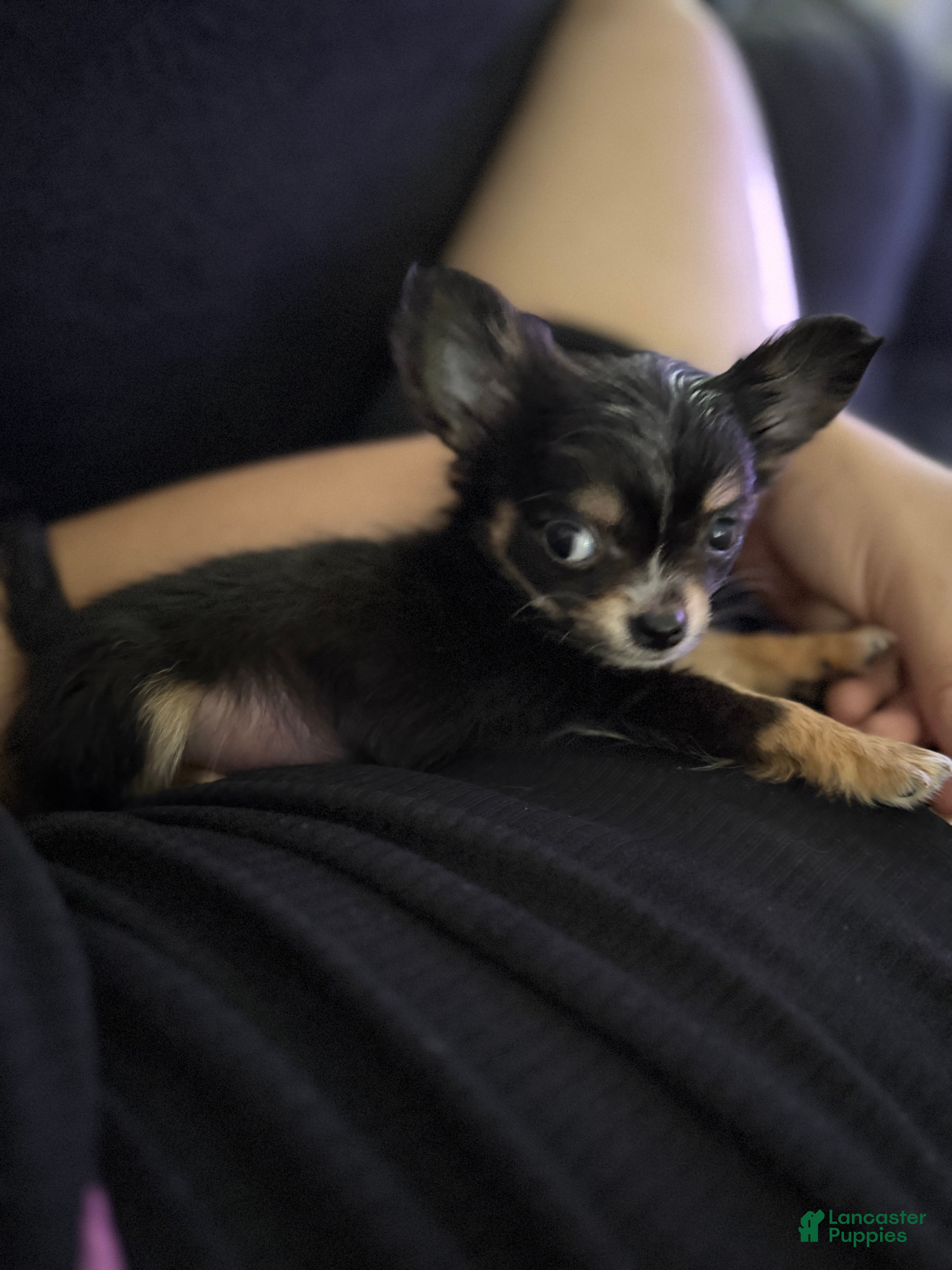 Chihuahua dogs Teacup Teddy Only 3lbs fully grown - Ad 2