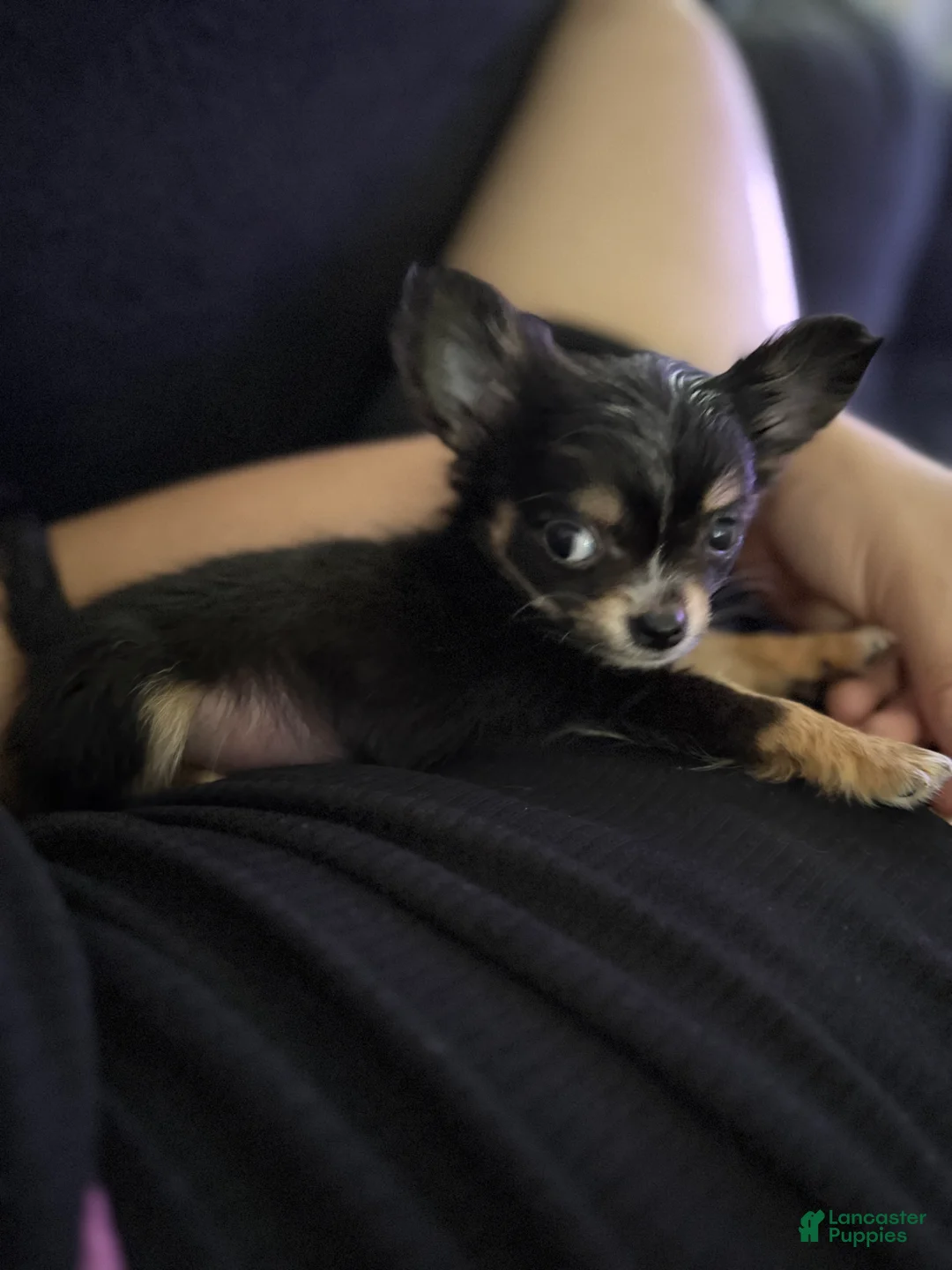 Chihuahua dogs for sale: Teacup Teddy Only 3lbs fully grown - Ad 2