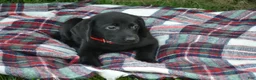 Labrador Retriever dogs for sale: Kate - Ad 1
