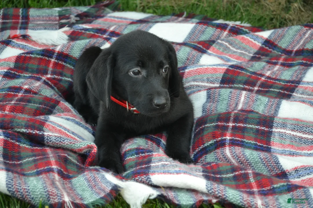 Labrador Retriever dogs for sale: Kate - Ad 1