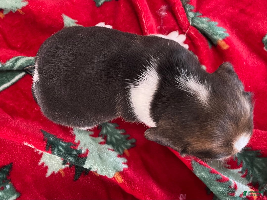 Beagle dogs for sale: Beagle Puppy 3 - Ad 11