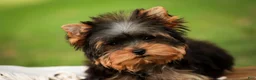 Yorkshire Terrier dogs for sale: Damon Yorkshire Terrier  - Ad 6