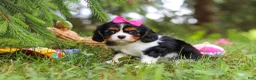 Cavalier King Charles Spaniel dogs for sale: Fern - Ad 2