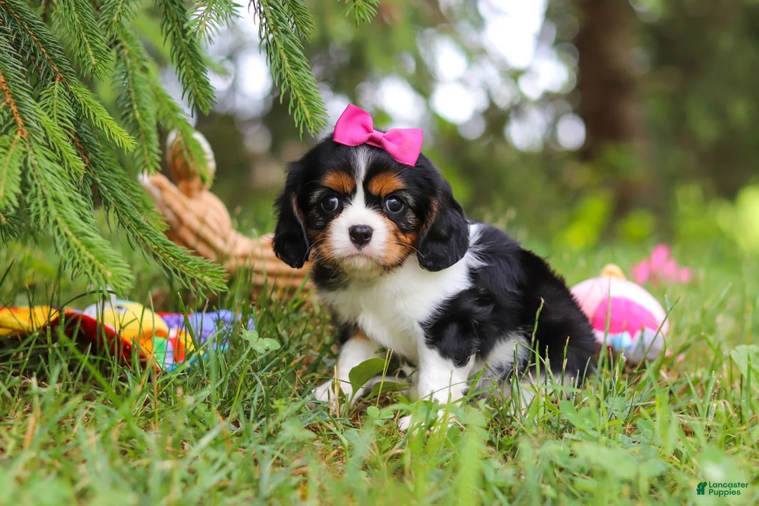 Cavalier King Charles Spaniel dogs for sale: Fern - Ad 2