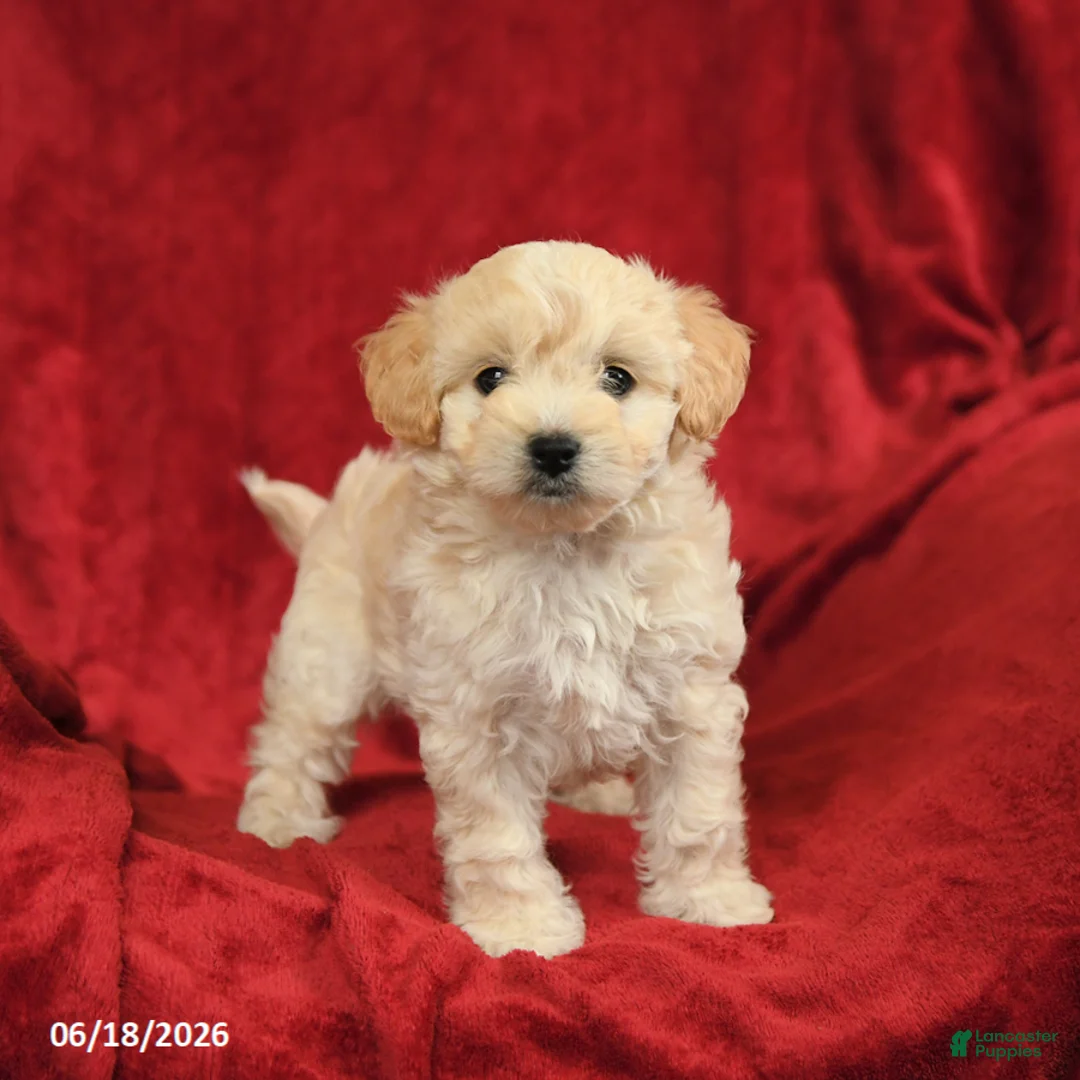 Maltipoo dogs for sale: Marcus - Ad 1