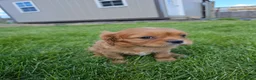 Cavalier King Charles Spaniel dogs for sale: Mildred - Ad 4