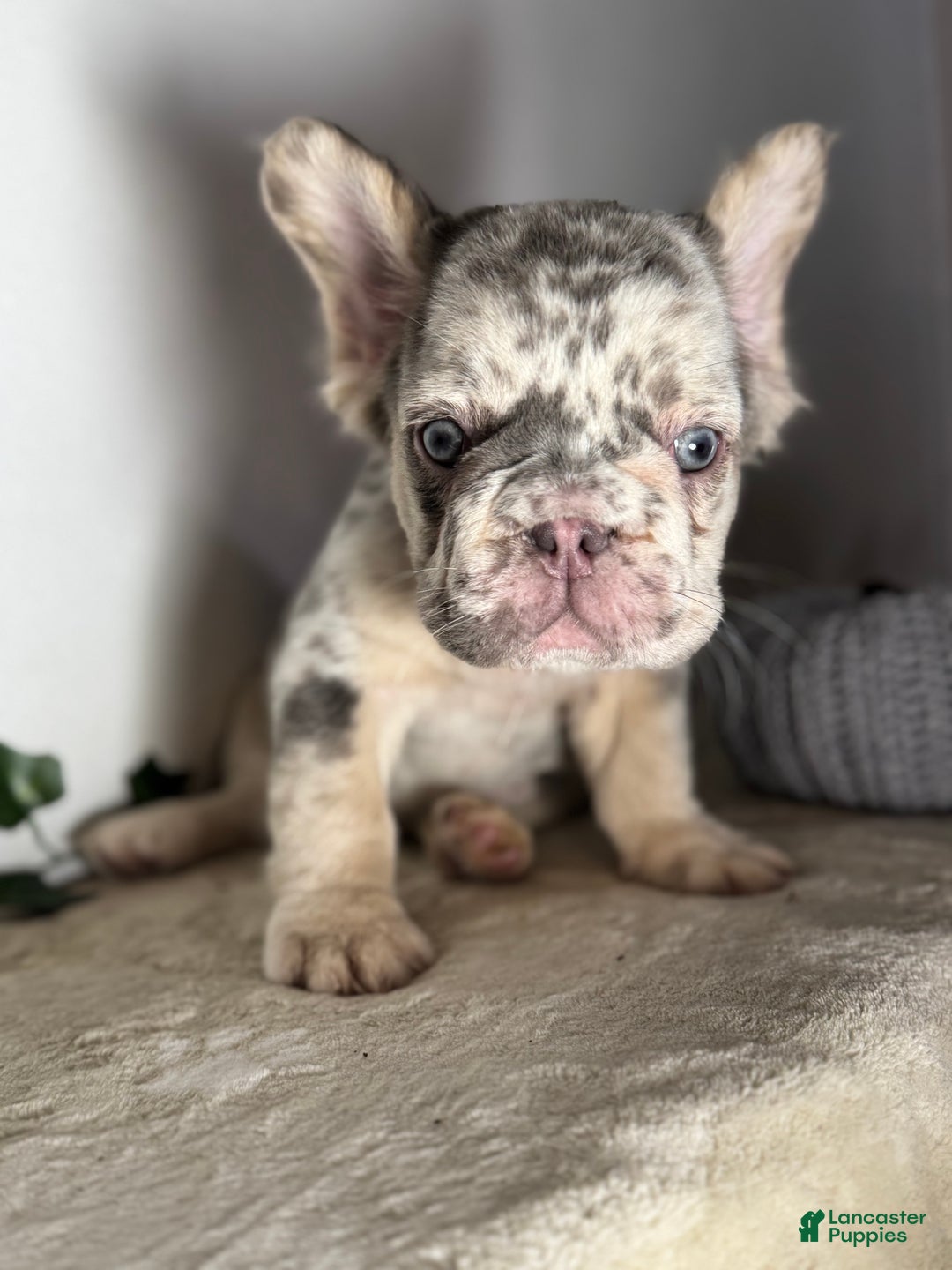 French Bulldog dogs for sale: Big Rope Lilac tan Merle Fluffy Male  - Ad 7