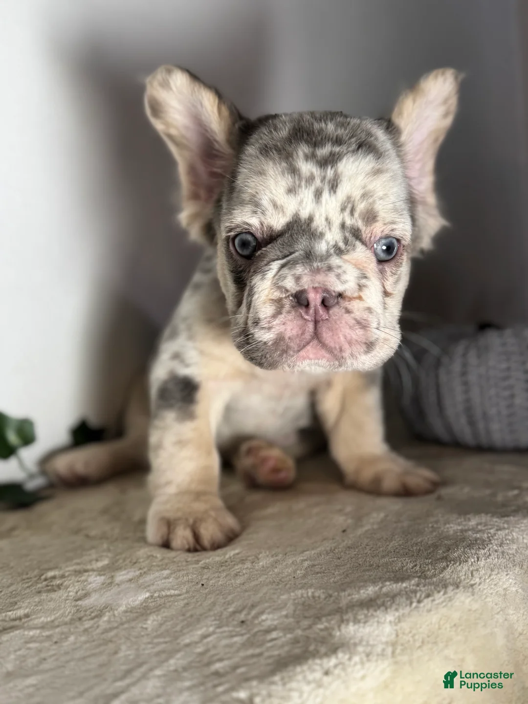 French Bulldog dogs for sale: Big Rope Lilac tan Merle Fluffy Male  - Ad 9