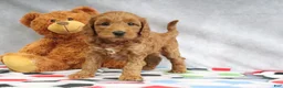 Mini Goldendoodle dogs for sale: Athena - Ad 2