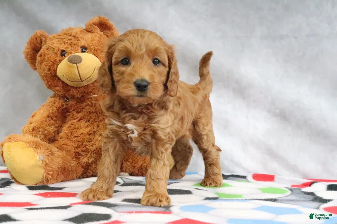 Mini Goldendoodle dogs for sale: Athena - Ad 2