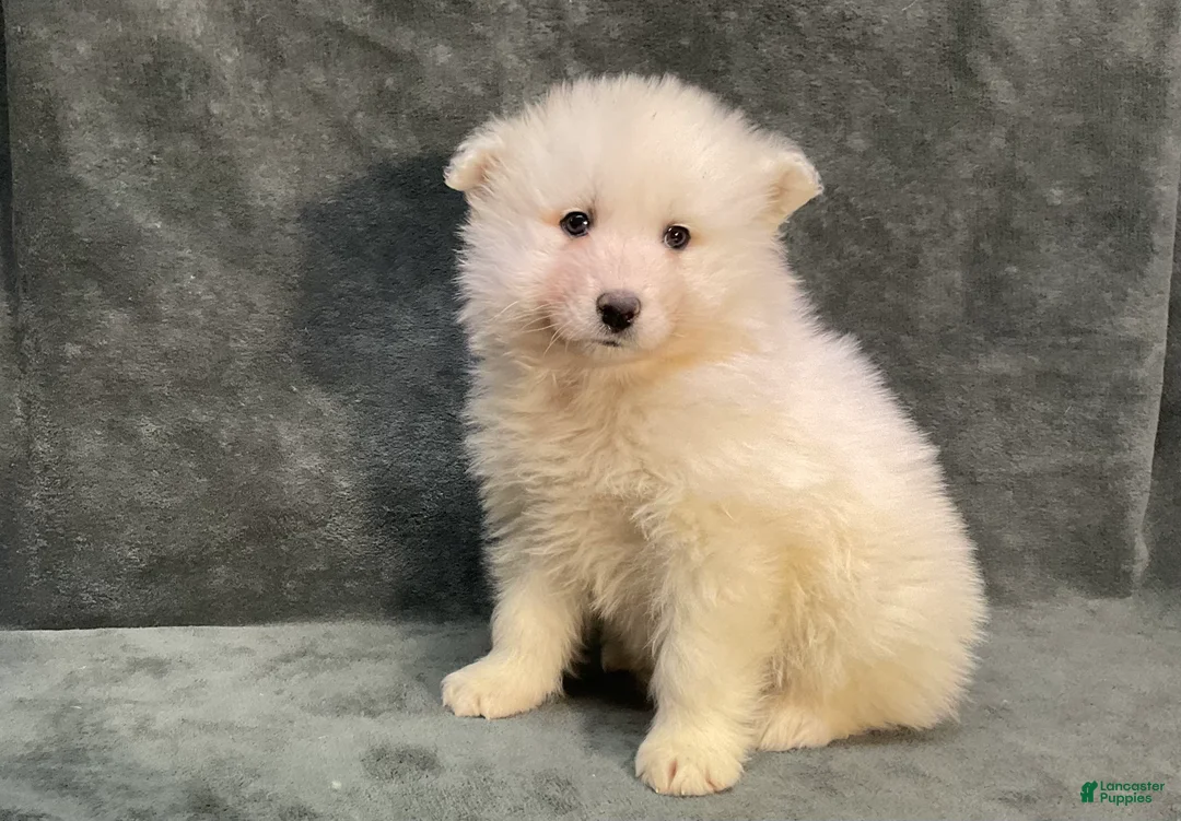 Samoyed dogs for sale: Sam - Ad 3