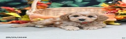 Cavapoo dogs for sale: Patty - Ad 4
