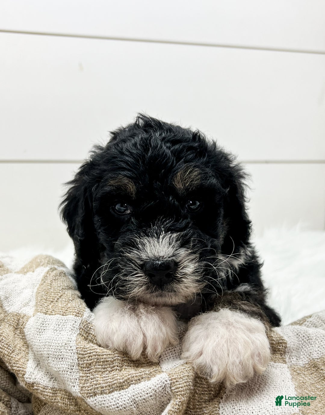 Bernedoodle dogs for sale: Storm - Ad 2