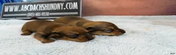 Miniature Dachshund dogs for sale: Red smooth female  - Ad 2