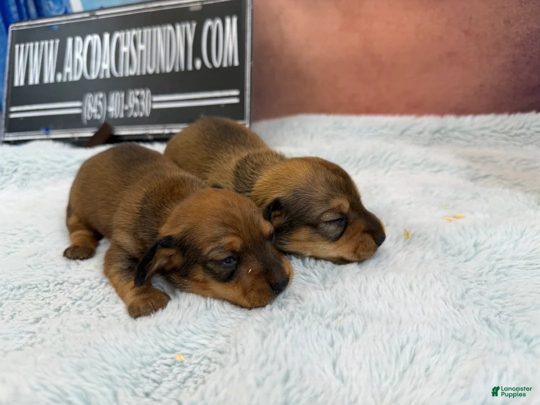 Miniature Dachshund dogs for sale: Red smooth female  - Ad 2