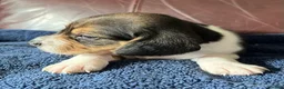 Beagle dogs for sale: Beagle 5 - Ad 3