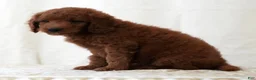 Mini Goldendoodle dogs for sale: Jackson - Ad 3