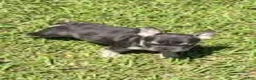 French Bulldog dogs for sale: Rose - Ad 3