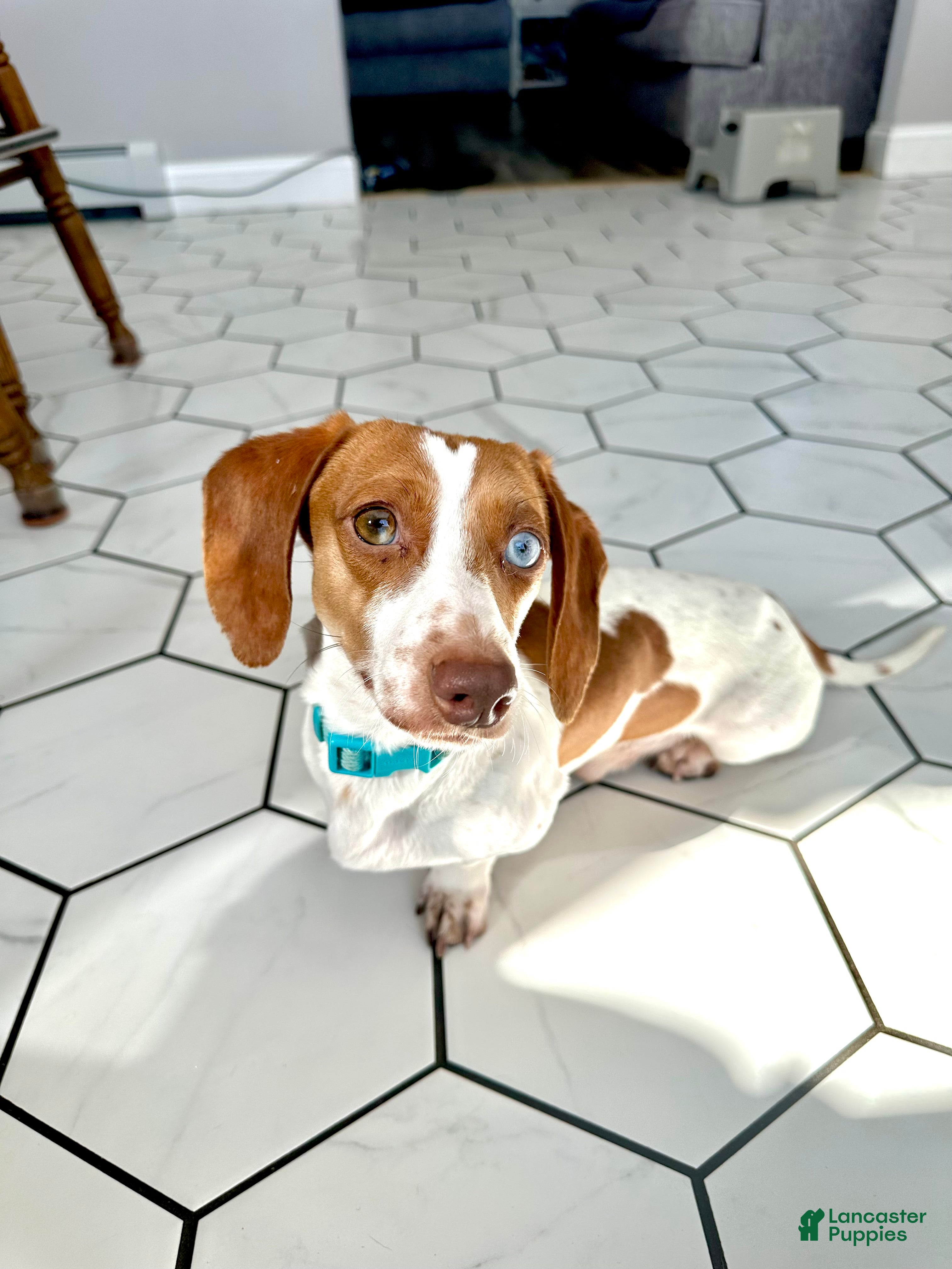 Miniature Dachshund dogs Copper (Mr. Weenie) 🌭 - Ad 7