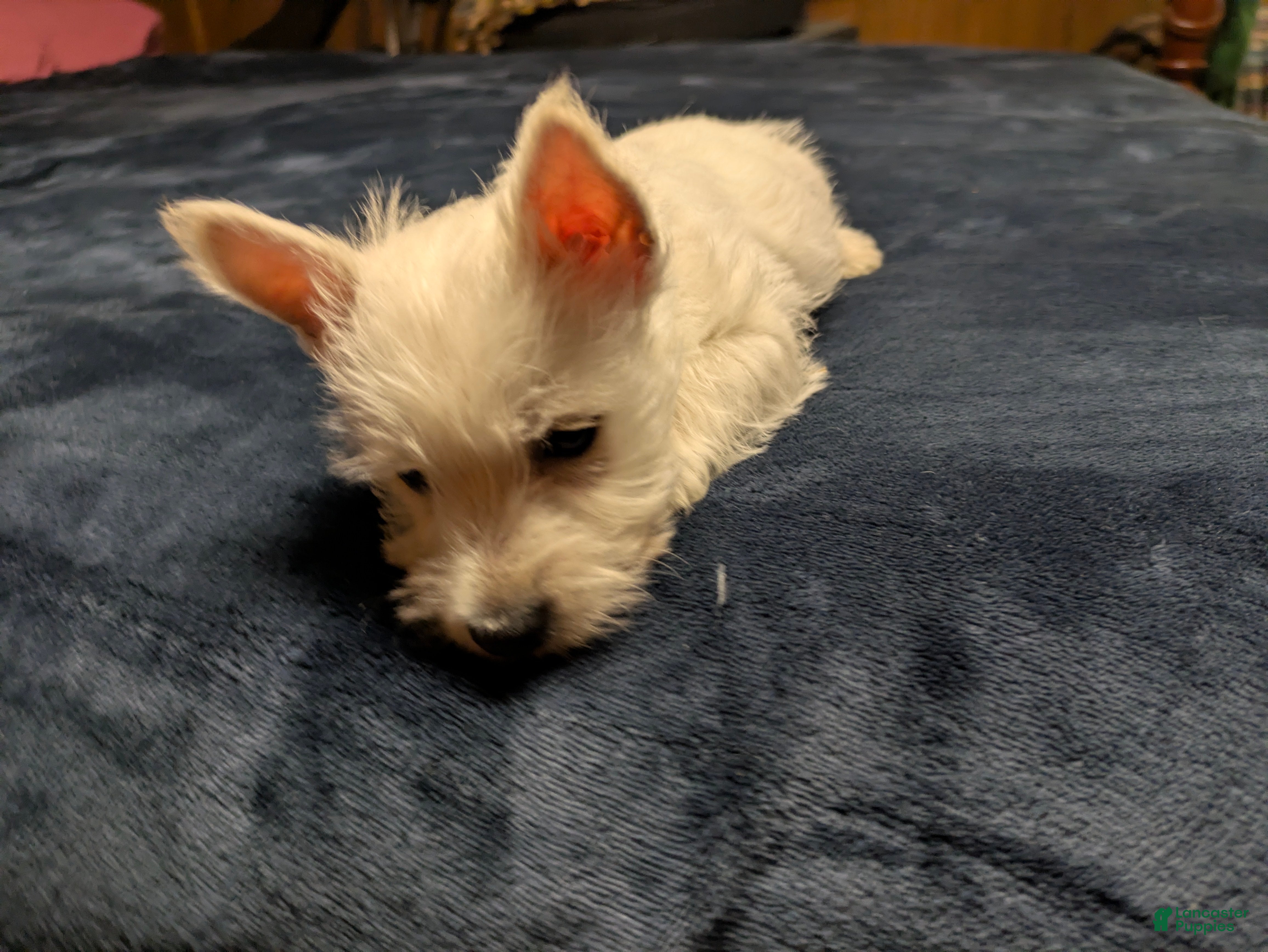 West Highland Terrier dogs Polar - Ad 2