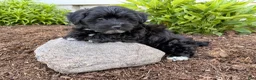 Shorkie dogs for sale: Polo - Ad 4