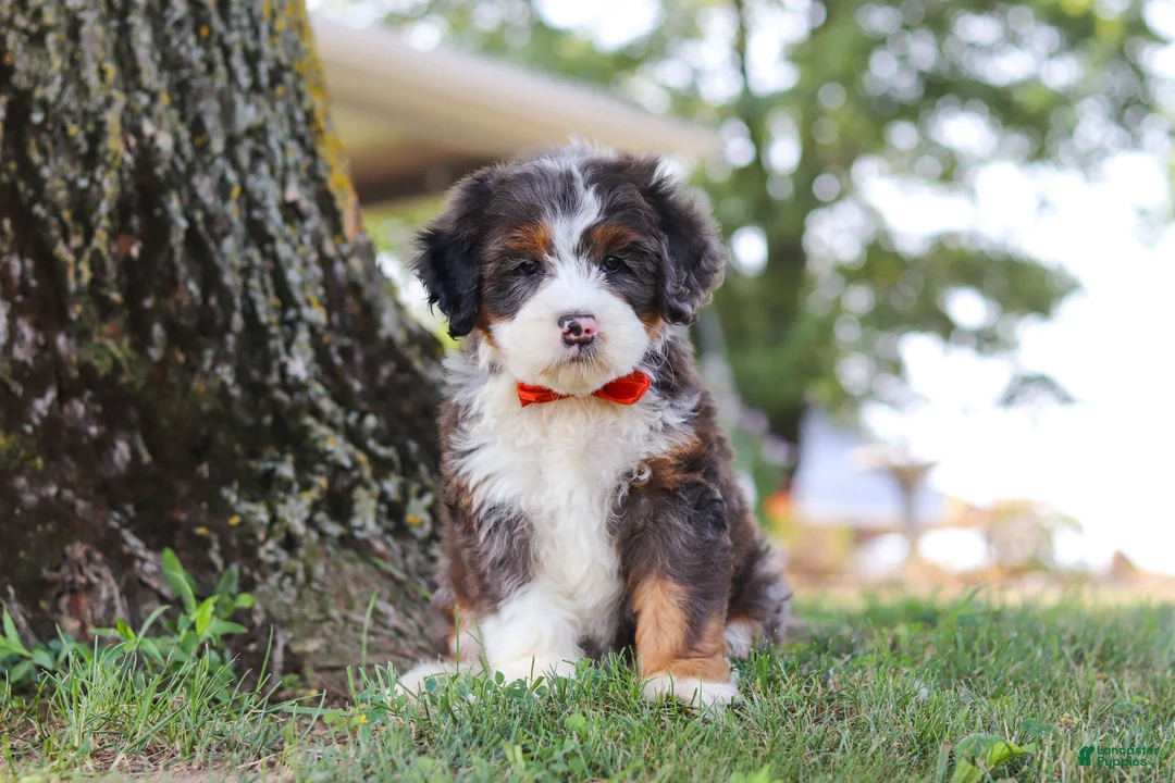 Mini Bernedoodle dogs for sale: Benson - Ad 2