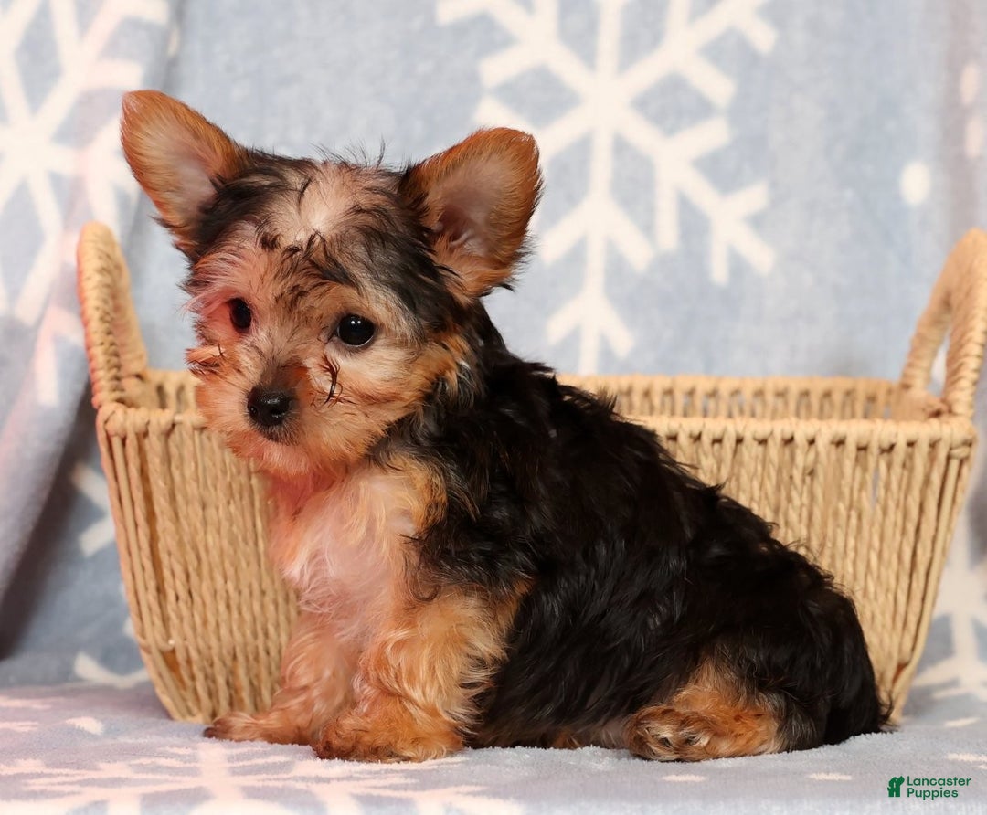 Yorkshire Terrier dogs for sale: Molly - Ad 3